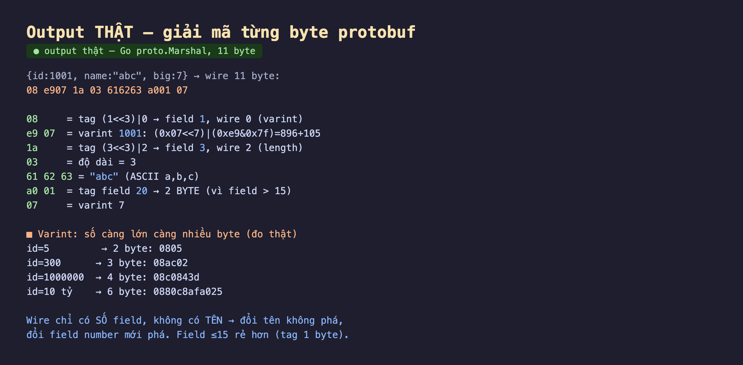 Ảnh chụp output thật nền tối giải mã từng byte protobuf Go proto.Marshal 11 byte, id 1001 name abc big 7 wire 11 byte 08 e907 1a 03 616263 a001 07, 08 bằng tag 1 dịch 3 hoặc 0 field 1 wire 0 varint, e9 07 bằng varint 1001 0x07 dịch 7 hoặc 0xe9 and 0x7f bằng 896 cộng 105, 1a bằng tag 3 dịch 3 hoặc 2 field 3 wire 2 length, 03 bằng độ dài 3, 61 62 63 bằng abc ASCII, a0 01 bằng tag field 20 2 byte vì field lớn hơn 15, 07 bằng varint 7, varint số càng lớn càng nhiều byte đo thật id 5 2 byte 0805 id 300 3 byte 08ac02 id 1000000 4 byte 08c0843d id 10 tỷ 6 byte 0880c8afa025, wire chỉ có số field không có tên đổi tên không phá đổi field number mới phá field nhỏ hơn bằng 15 rẻ hơn tag 1 byte